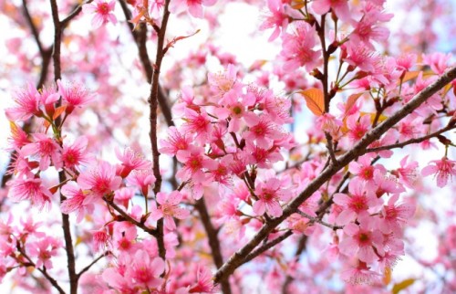 間違った花粉症対策していない?耳鼻咽喉科医に聞いた花粉症のウソ・ホント